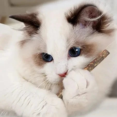 Chew Sticks